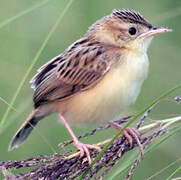 Zitting Cisticola