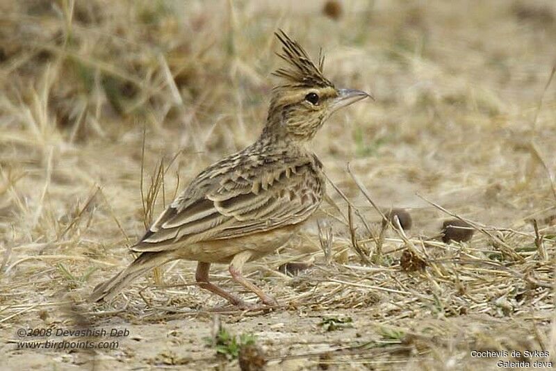 Sykes's Larkadult