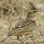 Sykes's Lark