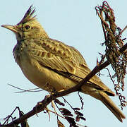 Crested Lark