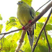 Pin-tailed Green Pigeon