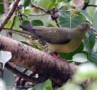 Wedge-tailed Green Pigeon