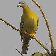 Yellow-footed Green Pigeon