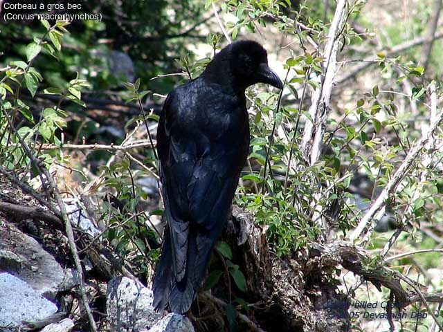 Large-billed Crow