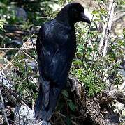 Corbeau à gros bec