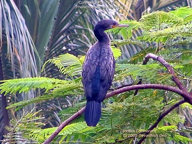 Cormoran à cou brun