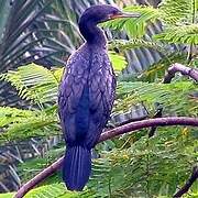 Indian Cormorant