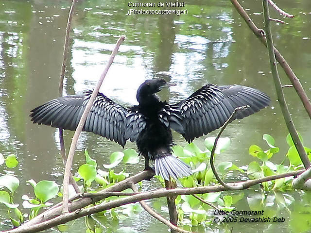 Cormoran de Vieillot