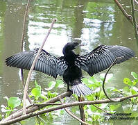 Little Cormorant