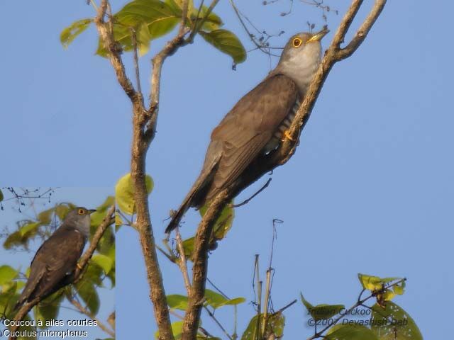 Indian Cuckoo male adult