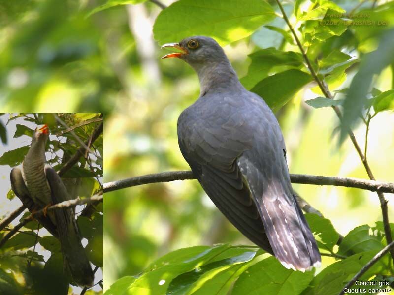 Common Cuckoo male adult