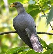 Common Cuckoo