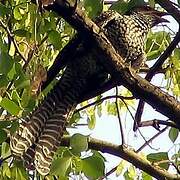 Asian Koel