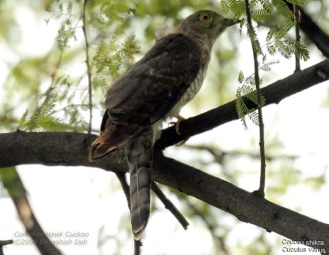 Common Hawk-Cuckooadult