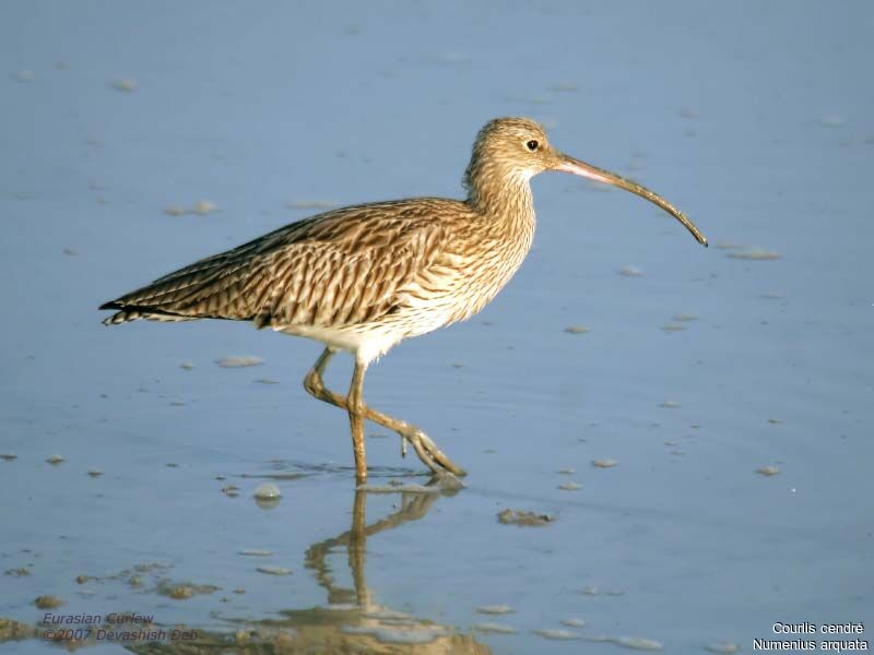 Eurasian Curlew