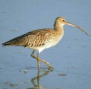 Eurasian Curlew