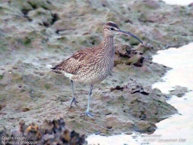 Whimbrel