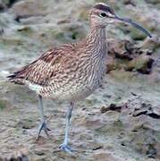 Whimbrel