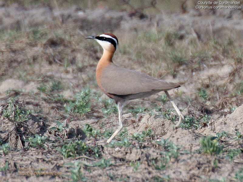 Indian Courser