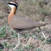 Indian Courser