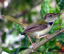 Common Tailorbird