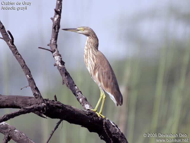 Indian Pond Heron