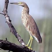 Indian Pond Heron