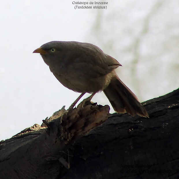 Jungle Babbler