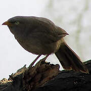 Jungle Babbler