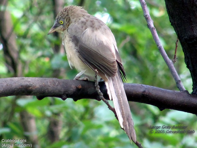 Large Grey Babbler