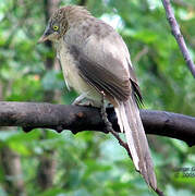 Large Grey Babbler