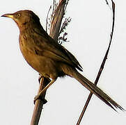 Striated Babbler