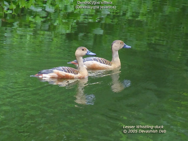 Dendrocygne siffleur