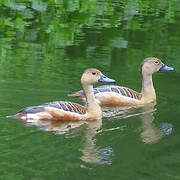 Dendrocygne siffleur