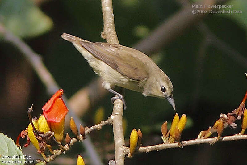 Nilgiri Flowerpeckeradult