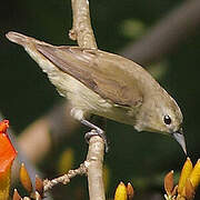 Nilgiri Flowerpecker