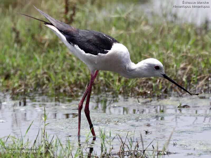 Black-winged Stilt