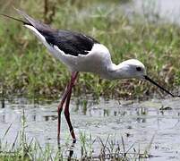 Black-winged Stilt