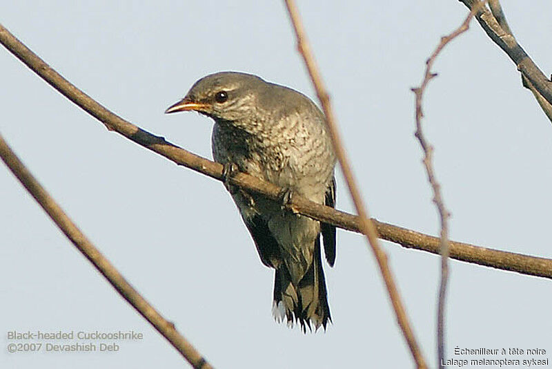 Black-headed Cuckooshrike female adult