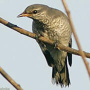 Black-headed Cuckooshrike