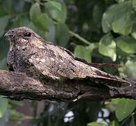 Grey Nightjar