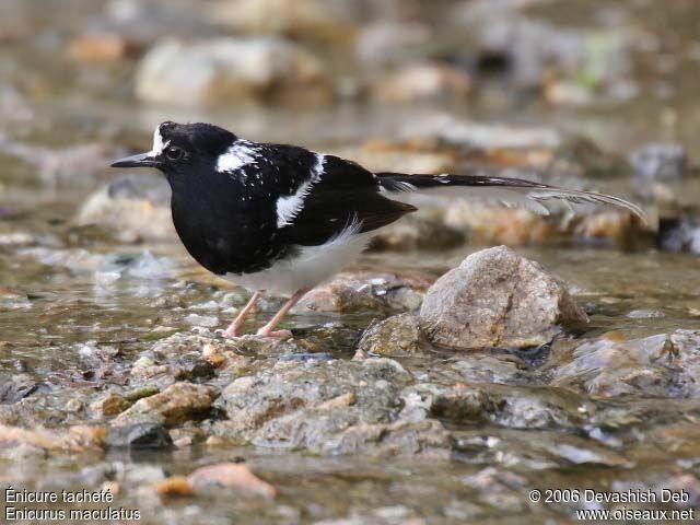 Spotted Forktailadult