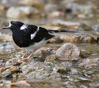 Spotted Forktail