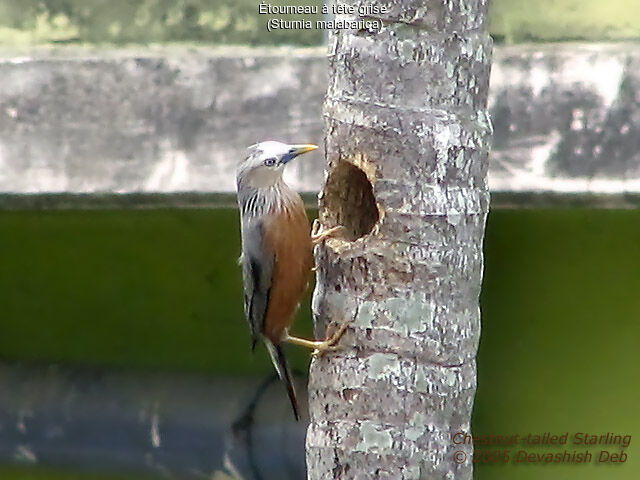 Chestnut-tailed Starling