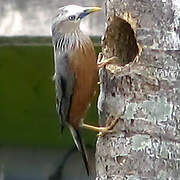 Chestnut-tailed Starling