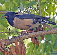 Rosy Starling