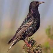 Common Starling