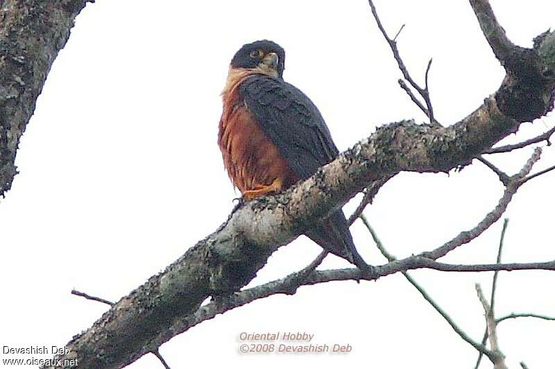 Oriental Hobbyadult, close-up portrait