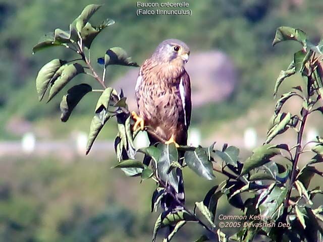 Common Kestrel