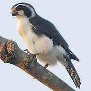 Pied Falconet